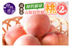 減農薬 特別栽培の桃 5～8玉 約2kg【2025年発送】（YSGK）B14-160 【桃 もも モモ 令和7年発送 期間限定 山梨県産 甲州市 フルーツ 果物】