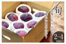 甲州市産 訳あり貴陽 約1.5kg 自然農法【2025年発送】（BNC）B15-492 【貴陽 スモモ 令和7年発送 期間限定 山梨県産 甲州市 フルーツ 果物】