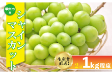 生産者直送『シャインのふるさと甲州』シャインマスカット 2房（約1kg）【2025年発送】（SFK）B11-856 【シャインマスカット 葡萄 ぶどう ブドウ 令和7年発送 期間限定 山梨県産 甲州市 フルーツ 果物】