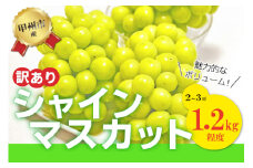 【訳あり】魅惑のボリューム感『シャインのふるさと甲州』シャインマスカット2～3房（約1.2kg）【2025年発送】（SFK）B11-855 【シャインマスカット 葡萄 ぶどう ブドウ 令和7年発送 期間限定 山梨県産 甲州市 フルーツ 果物】