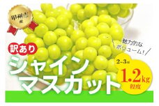 【訳あり】魅惑のボリューム感『シャインのふるさと甲州』シャインマスカット2～3房（約1.2kg）【2025年発送】（SFK）B11-855 【シャインマスカット 葡萄 ぶどう ブドウ 令和7年発送 期間限定 山梨県産 甲州市 フルーツ 果物】