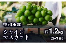 【農家厳選！】甲州市産 シャインマスカット 約1.2kg【2025年発送】（PJ）B-188 【シャインマスカット 葡萄 ぶどう ブドウ 令和7年発送 期間限定 山梨県産 甲州市 フルーツ 果物】