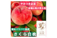 【硬めパリパリ食感のさくら白桃ブランド】隠れ人気が高い人気No.1の品種 約2kg【2025年発送】（PMK）D4-112 【桃 もも モモ 令和7年発送 期間限定 山梨県産 甲州市 フルーツ 果物】