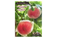 見た目が理由の訳あり桃 約2kg（5～9玉）【2025年発送】（HCF）A07-845【桃 訳あり もも モモ 令和7年発送 期間限定 山梨県産 甲州市 フルーツ 果物】