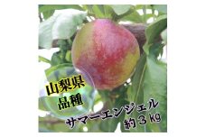 ジューシー＆フルーティー大容量【サマーエンジェル】生産者直送【2025年発送】2個入りパック×6パック（ISI）B12-158　【サマーエンジェル すもも 桃 モモ 令和7年発送 期間限定 山梨県産 甲州市 フルーツ 果物】