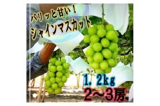 【生産者直送】パリッと甘い！！シャインマスカット 1.2kg以上（2～3房）【2025年発送】（ISI）B14-155【シャインマスカット 葡萄 ぶどう ブドウ 令和7年発送 期間限定 山梨県産 甲州市 フルーツ 果物】