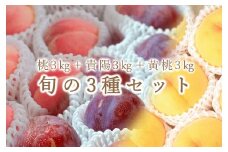 【定期便】甲州市自慢の桃3種セット “貴陽”“桃”“黄金桃” 3ヶ月定期便 自然農法【2025年発送】（BNC）I6-101 【貴陽 黄金桃 桃 もも モモ スモモ 令和7年発送 期間限定 山梨県産 甲州市 フルーツ 果物】