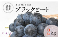 ブラックビート 約2.0kg【2025年発送】（KSB）B13-130【ブラックビート ぶどう 葡萄 ブドウ 令和7年発送 期間限定 山梨県産 甲州市 フルーツ 果物】