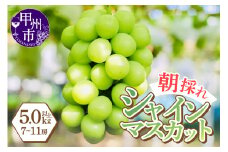 感謝を込めて最高の朝採りシャインマスカットをお贈りします！5.0kg以上（7～11房）【2025年発送】（LMS）E4-415 【シャインマスカット 葡萄 ぶどう ブドウ 令和7年発送 期間限定 山梨県産 甲州市 フルーツ 果物】