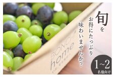 甲州市産 たっぷり粒詰めブドウMIX（シャインマスカット×ピオーネ） 約500g 自然農法【2025年発送】（BNC）A09-490 【シャインマスカット ピオーネ ぶどう 葡萄 ブドウ 令和7年発送 期間限定 山梨県産 甲州市 フルーツ 果物】