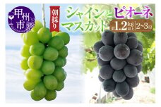 【農家直送】ピオーネ・シャインマスカット詰合せセット 1.2kg以上（2～3房入）【2025年発送】（ABE）B12-902 【ピオーネ シャインマスカット ぶどう 葡萄 ブドウ 令和7年発送 期間限定 山梨県産 甲州市 フルーツ 果物】