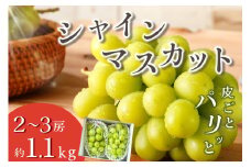 甲州市産 シャインマスカット 約1.1kg 2～3房【2025年発送】（VYD）A09-885 【シャインマスカット 葡萄 ぶどう ブドウ 令和7年発送 期間限定 山梨県産 甲州市 フルーツ 果物】
