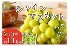 甲州市産 シャインマスカット 約1.1kg 2～3房【2025年発送】（VYD）A09-885 【シャインマスカット 葡萄 ぶどう ブドウ 令和7年発送 期間限定 山梨県産 甲州市 フルーツ 果物】
