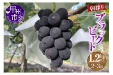 【農家直送】ブラックビート 1.2kg以上（2～3房入）【2025年発送】（ABE）B12-906 【ブラックビート ぶどう 葡萄 ブドウ 令和7年発送 期間限定 山梨県産 甲州市 フルーツ 果物】