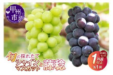 【クール配送】お試しセット！旬の採れたてシャインマスカット＆藤稔 1.0kg以上（各1房）【2025年発送】（HO）B-427
