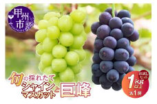 【クール配送】お試しセット！旬の採れたてシャインマスカット＆巨峰 1.0kg以上（各1房）【2025年発送】（HO）B-428