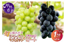【クール配送】お試しセット！旬の採れたてシャインマスカット＆ブラックビート 1.0kg以上（各1房）【2025年発送】（HO）B-429