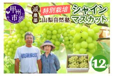 減農薬「特別栽培」やまなし自然塾の甲州市産シャインマスカット約1.2kg【2025年発送】（YSGK）B12-163 【シャインマスカット 葡萄 ぶどう ブドウ 令和7年発送 期間限定 山梨県産 甲州市 フルーツ 果物】