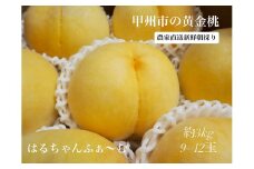 朝採れ 甲州市の黄金桃 約3kg（9～12玉）【2025年発送】（HCF）B11-846 【黄金桃 桃 もも モモ 令和7年発送 期間限定 山梨県産 甲州市 フルーツ 果物】