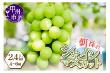 感謝を込めて最高の朝採りシャインマスカットをお贈りします！2.4kg以上（4～6房）【2025年発送】（LMS）C-416 【シャインマスカット 葡萄 ぶどう ブドウ 令和7年発送 期間限定 山梨県産 甲州市 フルーツ 果物】