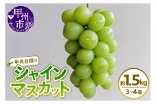 甲州自慢のシャインマスカット 約1.5kg（3～4房入り）【2025年発送】（NK）B12-422【シャインマスカット 葡萄 ぶどう ブドウ 令和7年発送 期間限定 山梨県産 甲州市 フルーツ 果物】
