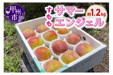甲州市産すもも サマーエンジェル 約1.2kg【2025年発送】（KSB）B11-131 【サマーエンジェル すもも 桃 もも モモ 令和7年発送 期間限定 山梨県産 甲州市 フルーツ 果物】