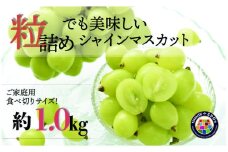 SDGs 訳あり 粒シャインマスカット 約1.0kg【2025年発送】（KSB）B-136 【シャインマスカット 葡萄 ぶどう ブドウ 令和7年発送 期間限定 山梨県産 甲州市 フルーツ 果物】