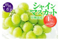 甲州市産シャインマスカット 1房（600g以上）【2025年発送】（OGN）A08-1801 【シャインマスカット 葡萄 ぶどう ブドウ 令和7年発送 期間限定 山梨県産 甲州市 フルーツ 果物】