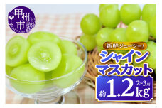新鮮ジューシー！シャインマスカット 約1.2kg 2～3房【2025年発送】（MKN）B11-500 【シャインマスカット 葡萄 ぶどう ブドウ 令和7年発送 期間限定 山梨県産 甲州市 フルーツ 果物】