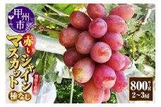 赤いシャインマスカット（種無し）800g以上【2～3房】朝採り直送（クイーンマスカット・紅シャイン2号）【2025年発送】（AF）B13-450 【クイーンマスカット 紅シャイン2号 ぶどう 葡萄 ブドウ 令和7年発送 期間限定 山梨県産 甲州市 フルーツ 果物】