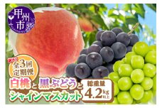 【定期便】訳あり 山梨の桃と黒ぶどう・シャインマスカット全3回【2025年発送】（AGB）C6-875 【わけあり シャインマスカット 葡萄 ぶどう ブドウ 桃 もも モモ 令和7年発送 期間限定 山梨県産 甲州市 フルーツ 果物】