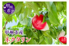 【クール配送】【桃でもすももでもない！】スイートネクタリン 約2kg 7～9玉【2025年発送】（KFT）B13-1810 【スイートネクタリン 桃 もも モモ 令和7年発送 期間限定 山梨県産 甲州市 フルーツ 果物】