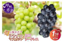 【クール配送】お試しセット！旬の採れたてシャインマスカット＆BKシードレス 1kg以上（各1房）【2025年発送】（HO）B-1411