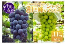 時期一番の特選 巨峰・シャインマスカット各1房（2房合計1.1kg以上）【2025年発送】（MRN）B-1470 【巨峰 シャインマスカット 葡萄 ぶどう ブドウ 令和7年発送 期間限定 山梨県産 甲州市 フルーツ 果物】