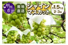 甲州市産 産地直送 シャインマスカット 約1.5kg（2～3房）【2025年発送】（SSI）B13-1830【シャインマスカット 葡萄 ぶどう ブドウ 令和7年発送 期間限定 山梨県産 甲州市 フルーツ 果物】