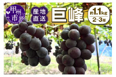 甲州市産 産地直送 巨峰 約1.1kg（2～3房）【2025年発送】（SSI）B-1831【巨峰 ぶどう 葡萄 ブドウ 令和7年発送 期間限定 山梨県産 甲州市 フルーツ 果物】