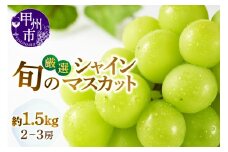 甲州市産厳選旬のシャインマスカット 約1.5kg 2房～3房入り【2025年発送】（MG）B14-002 【シャインマスカット 葡萄 ぶどう ブドウ 令和7年発送 期間限定 山梨県産 甲州市 フルーツ 果物】
