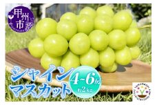【新鮮朝採】KOSHUシャインマスカット 約2kg（4～6房）【2025年発送】（SFM）C-965 【シャインマスカット 葡萄 ぶどう ブドウ 令和7年発送 期間限定 山梨県産 甲州市 フルーツ 果物】