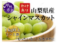 【訳あり】山梨県産旬のシャインマスカット 1kg以上（2～3房）【2025年発送】（LKS）A08-850 【シャインマスカット 葡萄 ぶどう ブドウ 令和7年発送 期間限定 山梨県産 甲州市 フルーツ 果物】