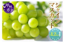 新鮮産直甲州市！シャインマスカット 約1.2kg 2～3房【2026年発送】（KSF）B12-170