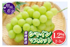 池田青果 厳選 シャインマスカット 1.2kg以上 2房～3房【2026年発送】（IS）B12-466