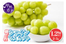 朝どれ シャインマスカット 1.2kg以上 2～3房入り 農家直送【2026年発送】（IS）B-473