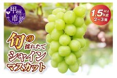 旬の採れたて大粒シャインマスカット1.5kg以上（2～3房）【2026年発送】（HO）B13-150