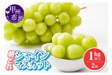 朝どれ シャインマスカット 1.0kg以上 2房 農家直送【2025年発送】（IS）B-476