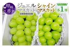 ジュエルマスカットとシャインマスカット2房セット【2025年発送】（MG）B15-480