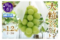 【クール便発送】甲州市産厳選旬の大粒シャインマスカット 約1.2kg 2～3房【2026年発送】（MG）B12-472CO