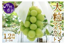 甲州市産厳選旬の大粒シャインマスカット 約1.2kg 2～3房【2026年発送】（MG）B12-472