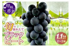 極希少品種！！旬の採れたてブラックビート 1.1kg以上（2房～3房）【2025年配送】（HO）B12-146 