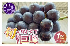 元祖黒系！！旬の採れたて種なし巨峰1.0kg以上（2房～3房）【2026年配送】（HO）B12-148