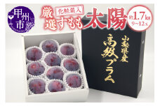 甲州市産 すもも『太陽』約1.7kg（化粧箱9～12玉）【2025年発送】（APX）B-872